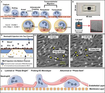 A computer vision approach for analyzing label free leukocyte trafficking dynamics on a microvascular mimetic